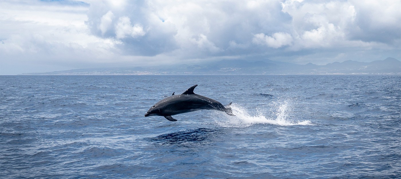 In australia a dolphin has died from bird flu for the first time 413 cases of infection in wildlife over two months